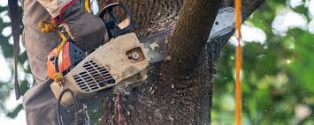 Best Leaf Removal  in Griggsvle, IL